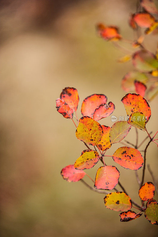 红色Karsian Smoketree